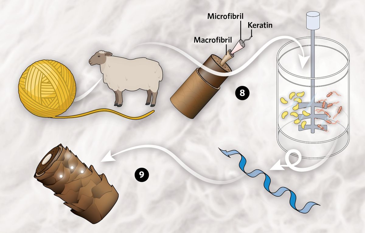 Infographic showing how recombinant proteins usher in an era of sustainable fashion Infographic showing how recombinant proteins usher in an era of sustainable fashion