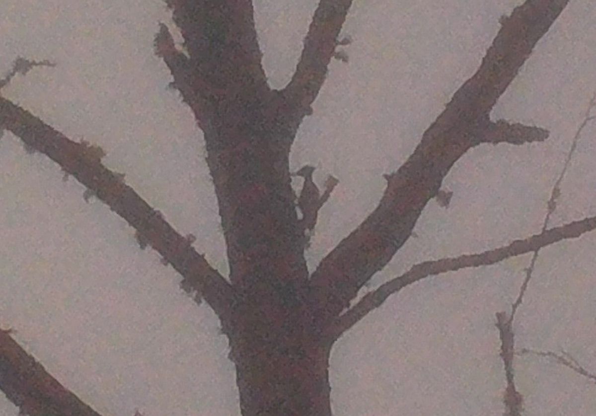 The outline of a bird at the center of this photo, taken in Louisiana in 2021, is one of the pieces of evidence for the existence of the ivory-billed woodpecked cited in a preprint coauthored by ornithologist Mark Michaels. The outline of a bird at the center of this photo, taken in Louisiana in 2021, is one of the pieces of evidence for the existence of the ivory-billed woodpecked cited in a preprint coauthored by ornithologist Mark Michaels.