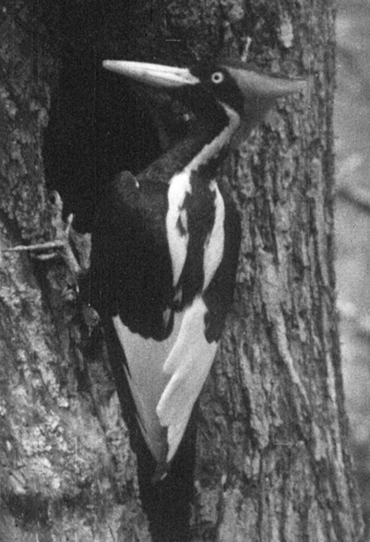 An ivory-billed woodpecker (Campephilus principalis) in 1932 An ivory-billed woodpecker (Campephilus principalis) in 1932