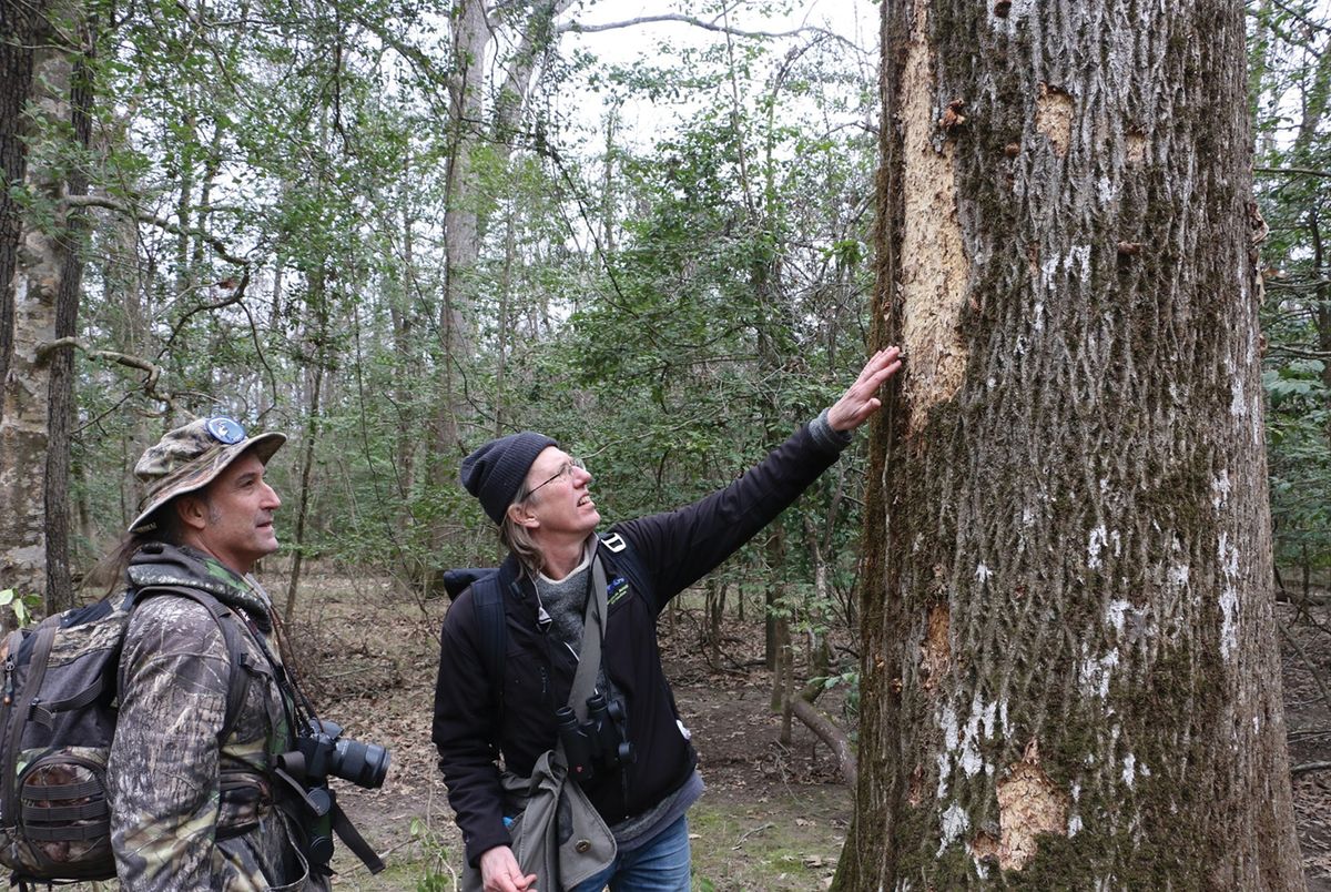 Mark Michaels (left) and Steve Latta of the National Aviary look at signs of woodpecker foraging on a tree. Mark Michaels (left) and Steve Latta of the National Aviary look at signs of woodpecker foraging on a tree.