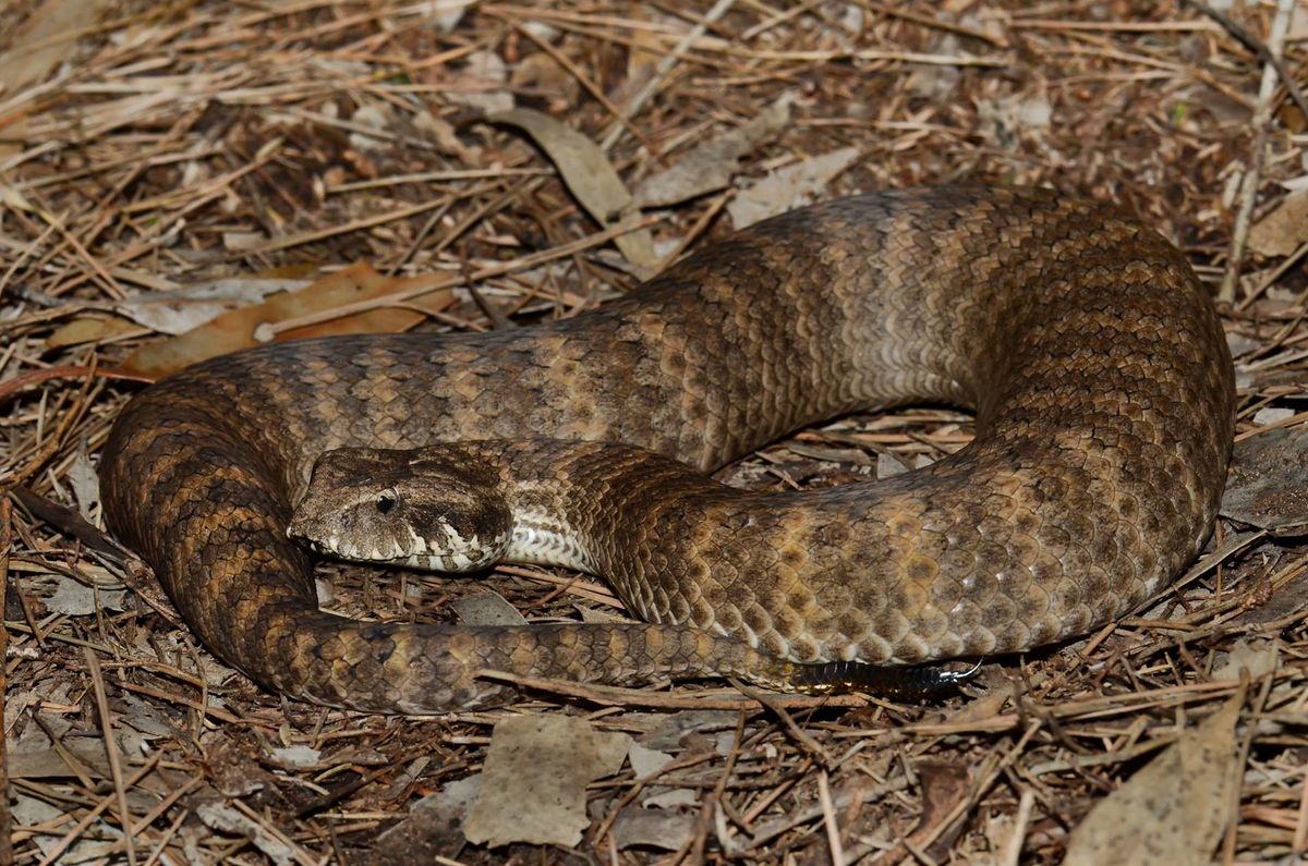 a snake in a pike of leaves a snake in a pike of leaves