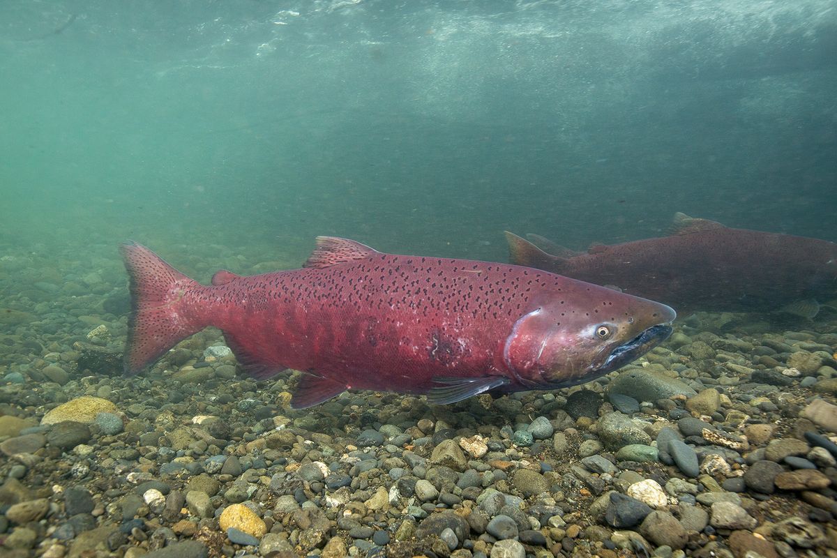 Photo of salmon underwater Photo of salmon underwater