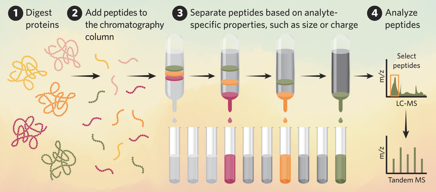 A flowchart illustrating the process of bottom-up proteomics with tandem MS. A flowchart illustrating the process of bottom-up proteomics with tandem MS.