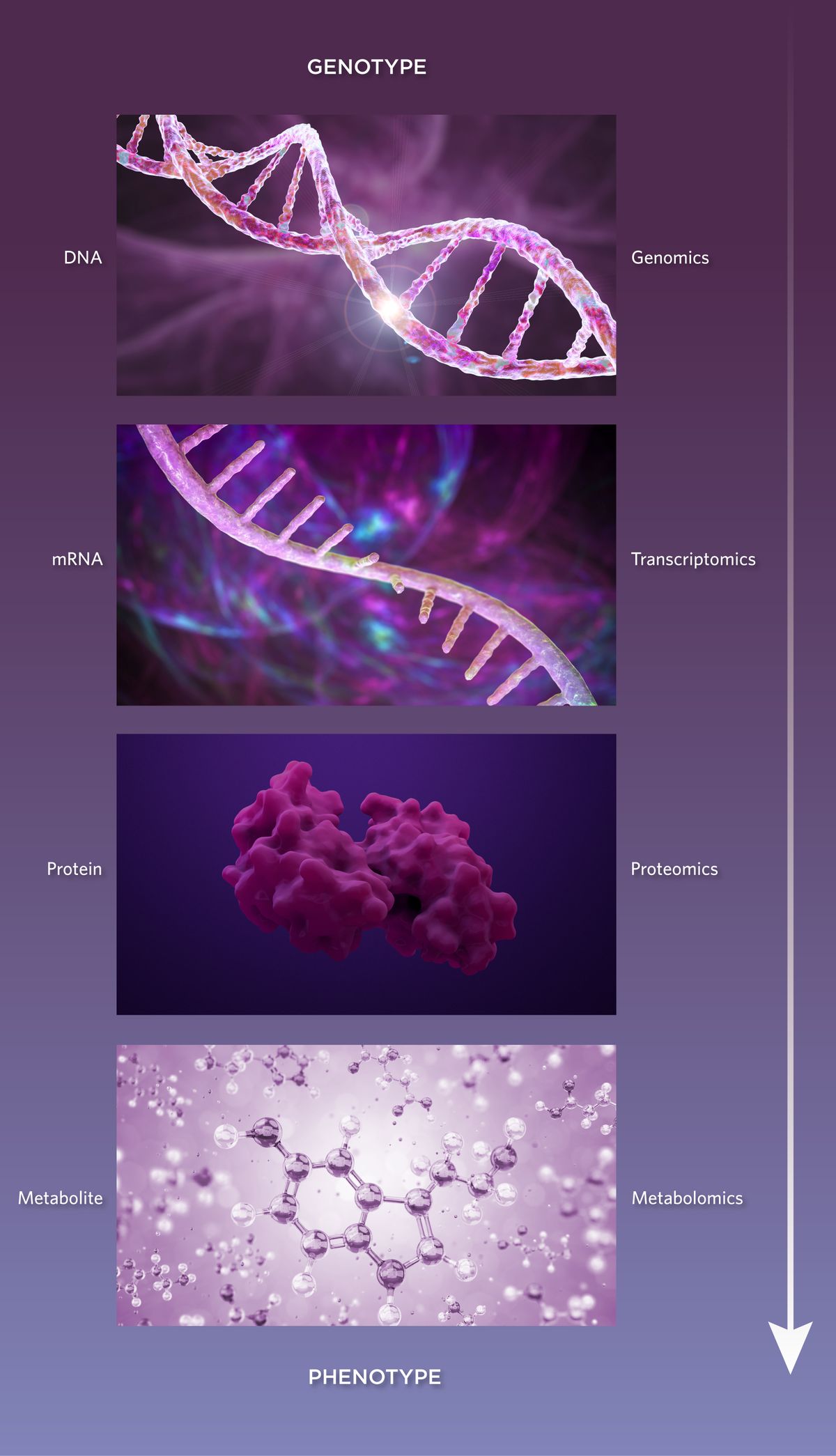 A graphic representation of the flow of biological information from genotype to phenotype through DNA (genomics), mRNA (transcriptomics), proteins (proteomics), and metabolites (metabolomics). A graphic representation of the flow of biological information from genotype to phenotype through DNA (genomics), mRNA (transcriptomics), proteins (proteomics), and metabolites (metabolomics).
