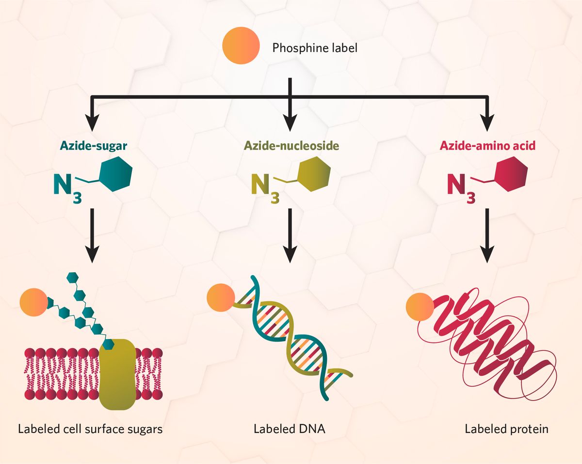 The Staudinger ligation can be used to label biomolecules by pairing a phosphine-conjugated label with an azide-functionalized building block, such as a sugar, nucleoside, or amino acid. The Staudinger ligation can be used to label biomolecules by pairing a phosphine-conjugated label with an azide-functionalized building block, such as a sugar, nucleoside, or amino acid.