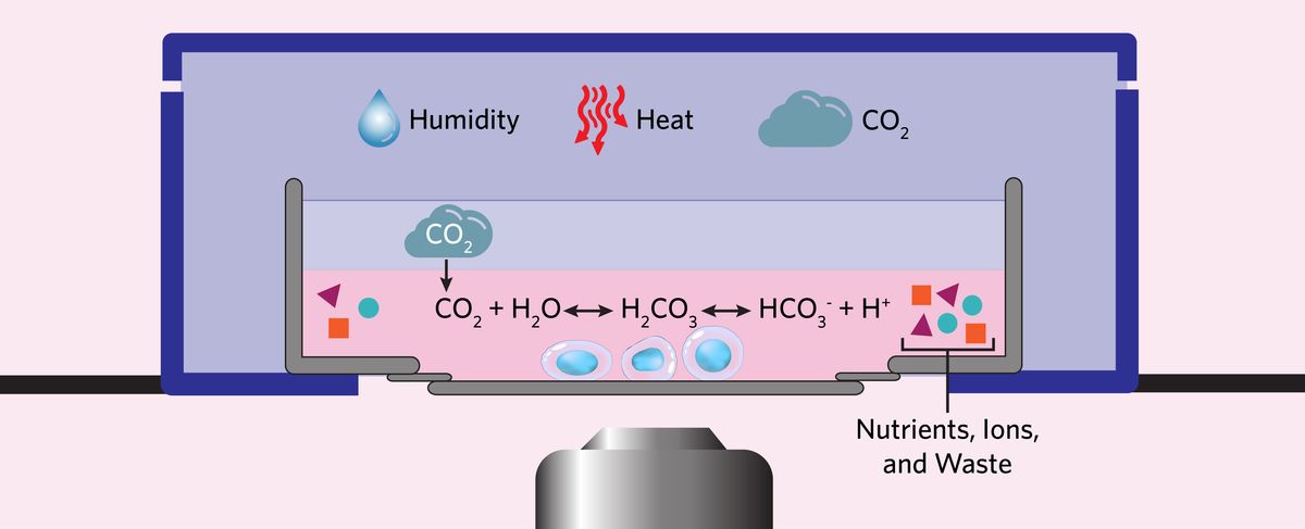 Illustration of a common set-up for live cell imaging, where researchers place a glass-bottom imaging dish containing cells and culture medium into a stage-top incubator inserted within the stage of an inverted microscope. Also pictured are examples of the environmental conditions that scientists must maintain during live cell imaging: temperature, pH, and osmolarity. Illustration of a common set-up for live cell imaging, where researchers place a glass-bottom imaging dish containing cells and culture medium into a stage-top incubator inserted within the stage of an inverted microscope. Also pictured are examples of the environmental conditions that scientists must maintain during live cell imaging: temperature, pH, and osmolarity.