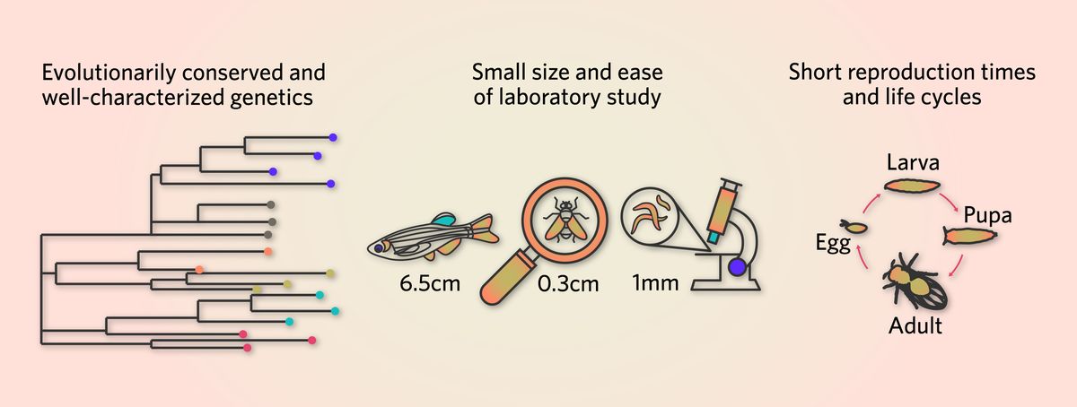 Helpful features for models organisms include evolutionarily conserved processes, well-characterized genetics, small size, and short reproduction times and life cycles. Helpful features for models organisms include evolutionarily conserved processes, well-characterized genetics, small size, and short reproduction times and life cycles.