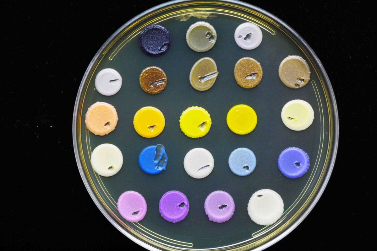 Image of a petri dish with individual dollops of pigmented yeast with colors ranging from white, yellow, orange, purple, brown, to blue. Image of a petri dish with individual dollops of pigmented yeast with colors ranging from white, yellow, orange, purple, brown, to blue.