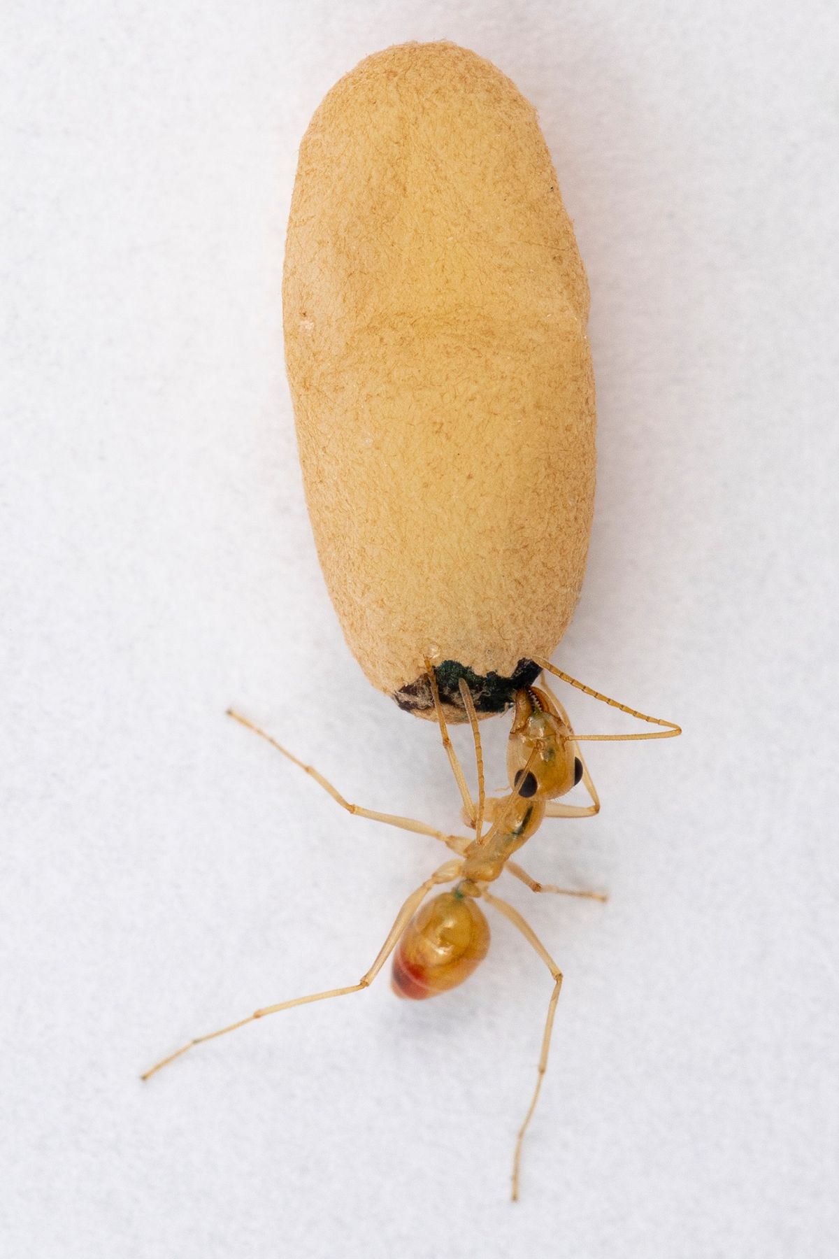 An orange-brown ant reaches its front legs and head into a hole at the bottom of a large orange cocoon. An orange-brown ant reaches its front legs and head into a hole at the bottom of a large orange cocoon.