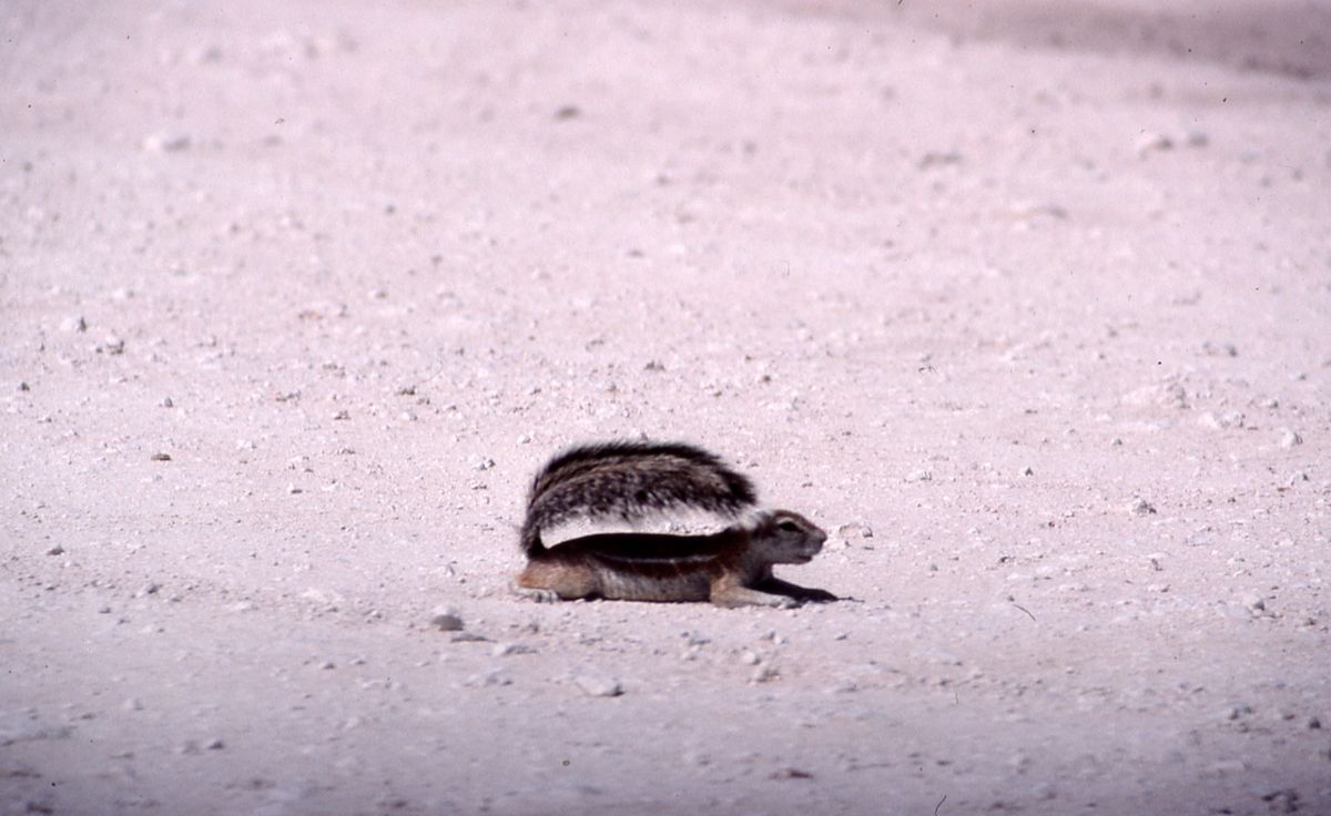 A Cape ground squirrel lies flat against the ground in a position called splooting, using its bushy tail to cast the rest of its body in shade. A Cape ground squirrel lies flat against the ground in a position called splooting, using its bushy tail to cast the rest of its body in shade.