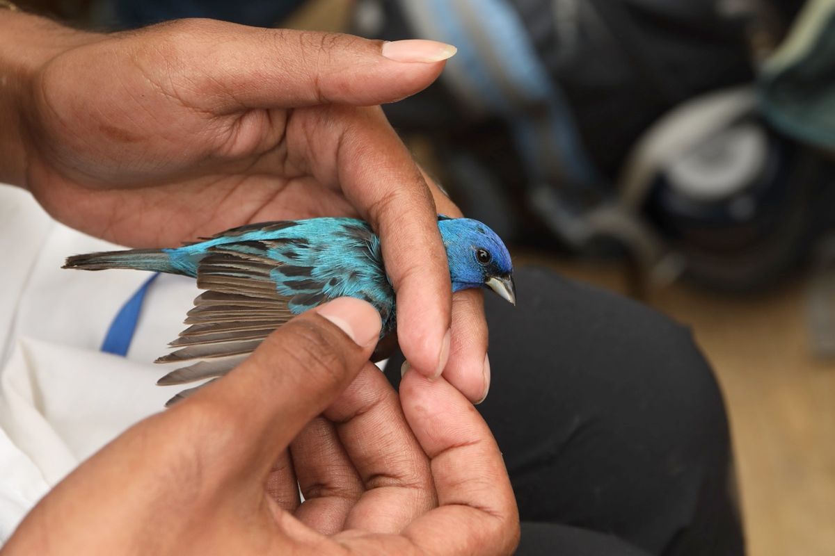 A researcher holds a small blue bird in their hands, stretching one wing out to show individual feathers. A researcher holds a small blue bird in their hands, stretching one wing out to show individual feathers.