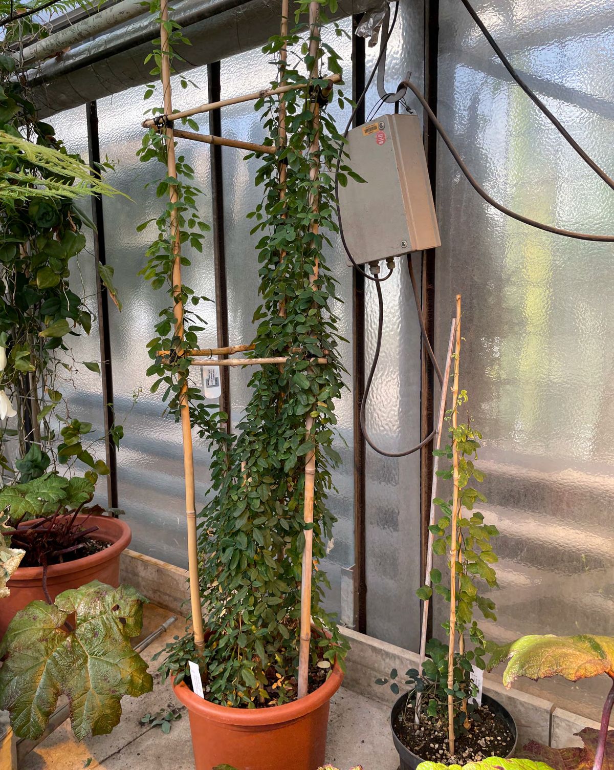 A Boquila vine growing out of a pot in a greenhouse A Boquila vine growing out of a pot in a greenhouse