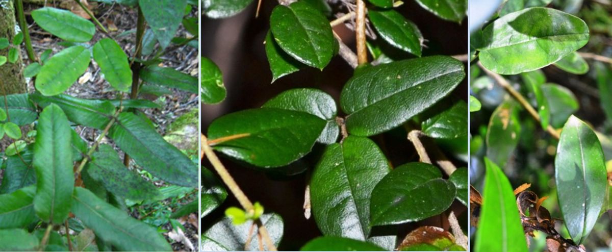 Three photos of Boquila vines next to leaves that look almost identical to them Three photos of Boquila vines next to leaves that look almost identical to them