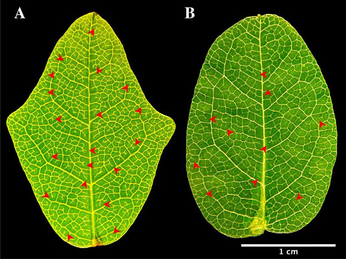 Two leaves side by side; the one on the left is pointier and has more open-ended veinlets. Two leaves side by side; the one on the left is pointier and has more open-ended veinlets.