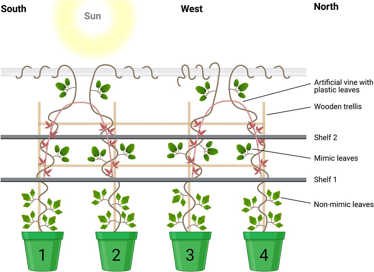 A diagram of the experimental setup by White for testing plant vision A diagram of the experimental setup by White for testing plant vision