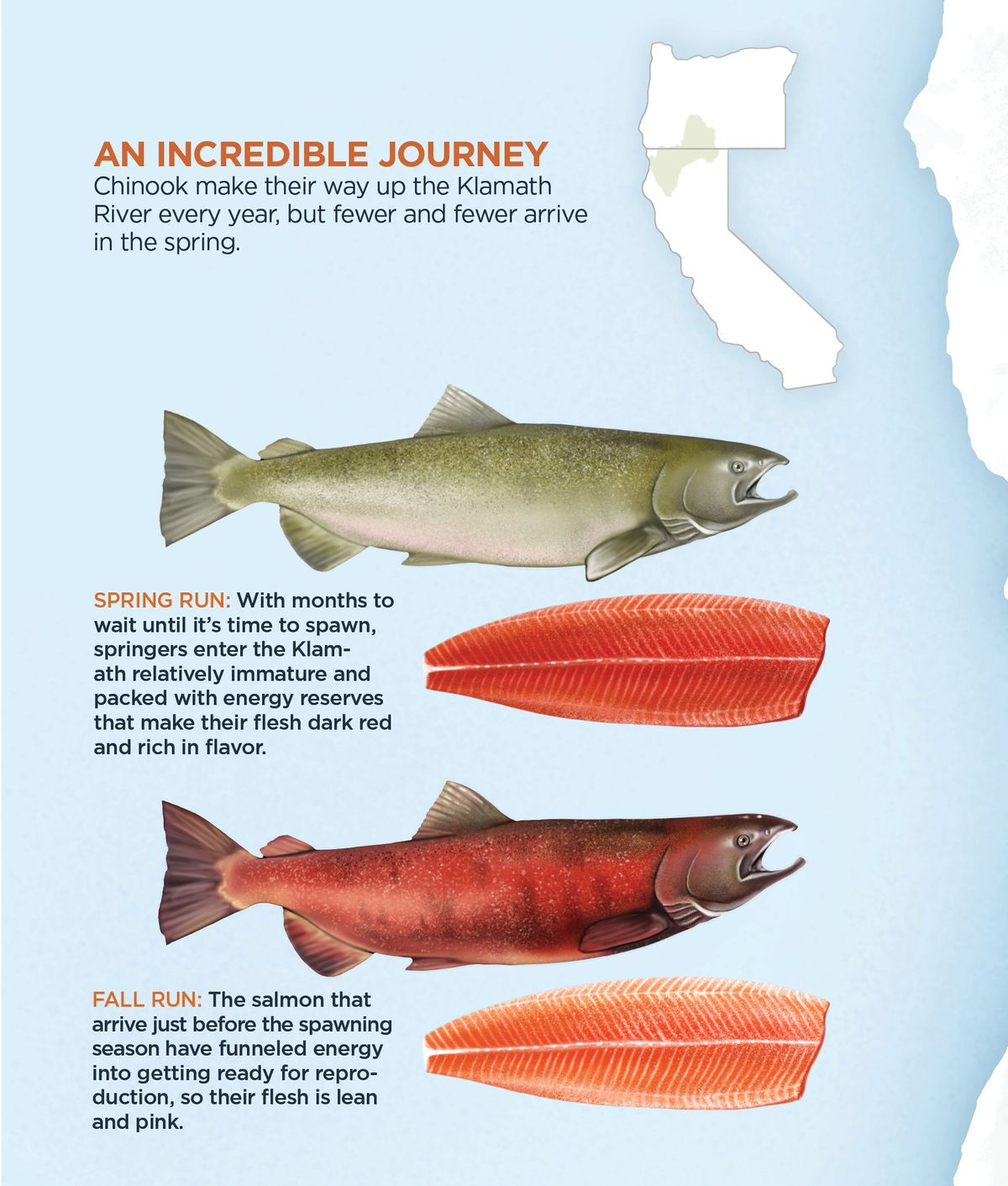 Infographic showing the difference between spring and fall salmon Infographic showing the difference between spring and fall salmon