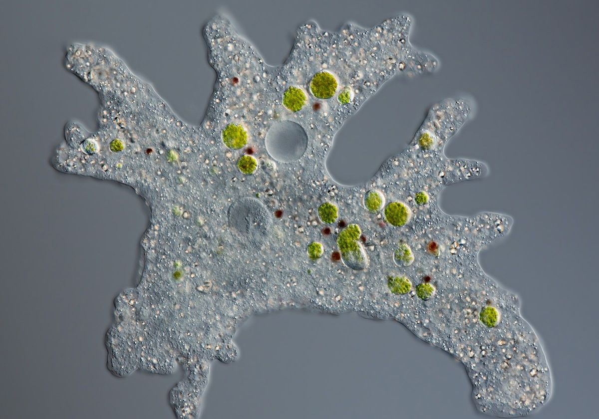 Microscopic image of a live amoeba. Microscopic image of a live amoeba.