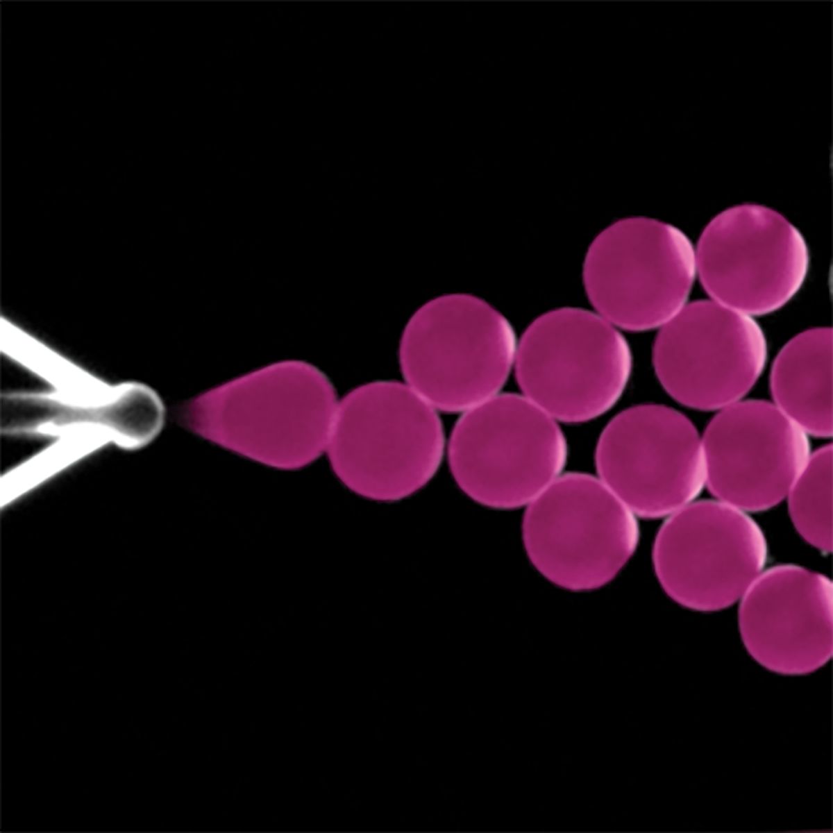 Microfluidic device producing pink droplets. Microfluidic device producing pink droplets.