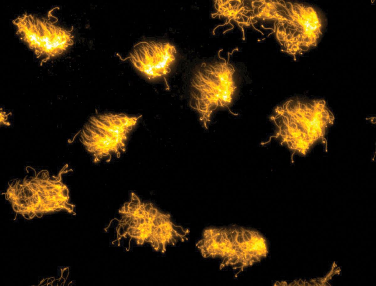 A high magnification image of the cilia present on the surface of the xenobot. A high magnification image of the cilia present on the surface of the xenobot.