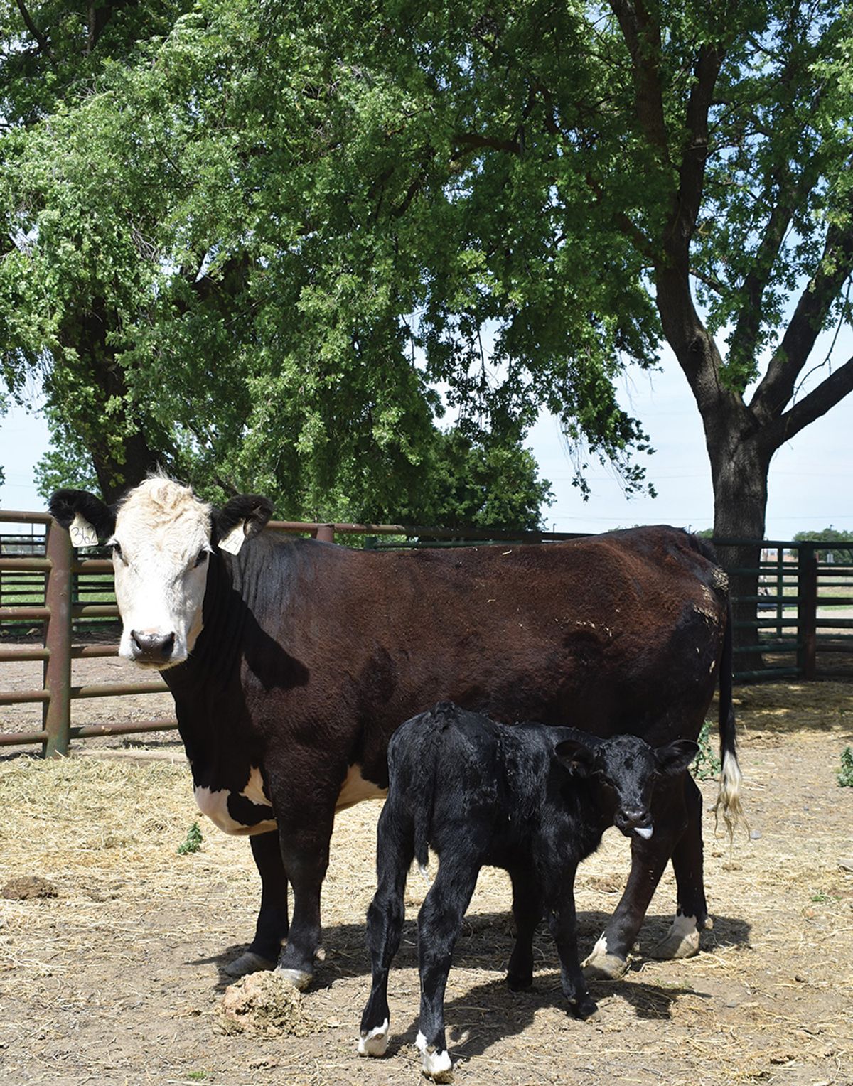 Image of Cosmo (black calf) standing in front of his mother. Image of Cosmo (black calf) standing in front of his mother.