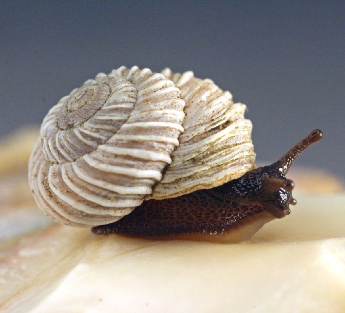 A costate Mountainsnail A costate Mountainsnail