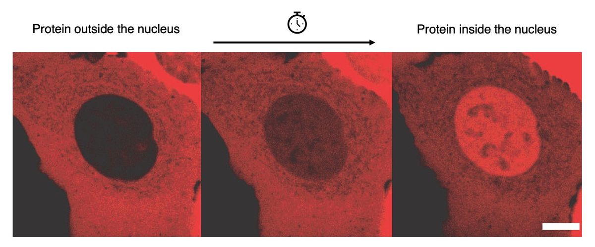 Three images of the same cell taken at different intervals, showing fluorescence originally in the cytoplasm accumulated in the nucleus over time. Three images of the same cell taken at different intervals, showing fluorescence originally in the cytoplasm accumulated in the nucleus over time.