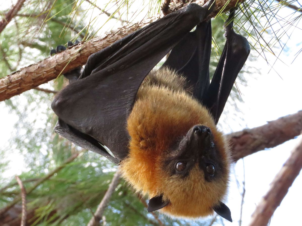 A Pteropus rufus fruit bat A Pteropus rufus fruit bat