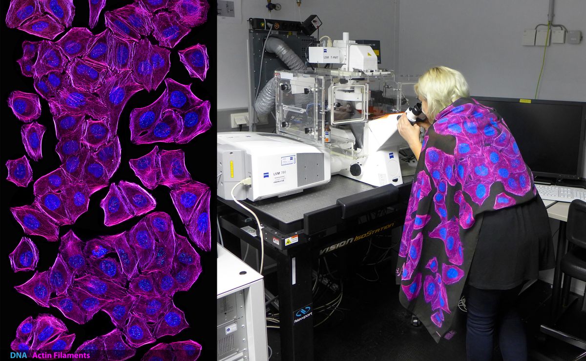 Beata Mierzwa sits at a confocal microscope wearing a shawl that is printed with pink and blue labeled cells. Beata Mierzwa sits at a confocal microscope wearing a shawl that is printed with pink and blue labeled cells.