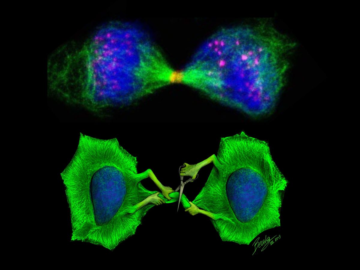 A depiction of a microscopic research image showing two dividing cells translated into an illustration of two green cells separating themselves using scissors. A depiction of a microscopic research image showing two dividing cells translated into an illustration of two green cells separating themselves using scissors.