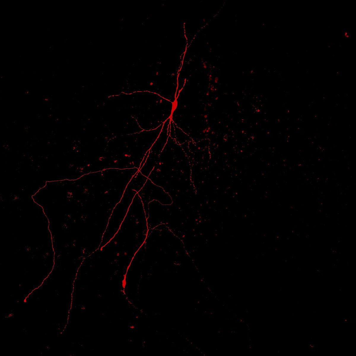 A dopamine neuron is shown in red. A dopamine neuron is shown in red.