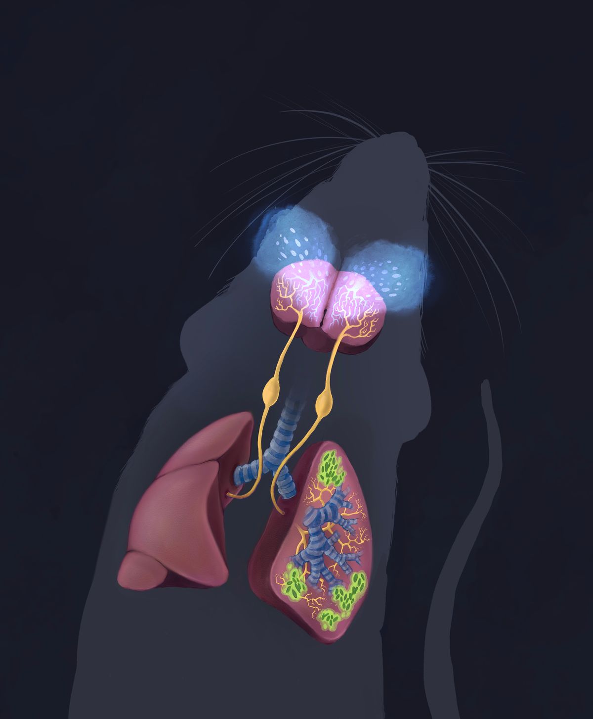 An illustration of the lung-brain neuronal communication axis in mice. An illustration of the lung-brain neuronal communication axis in mice.