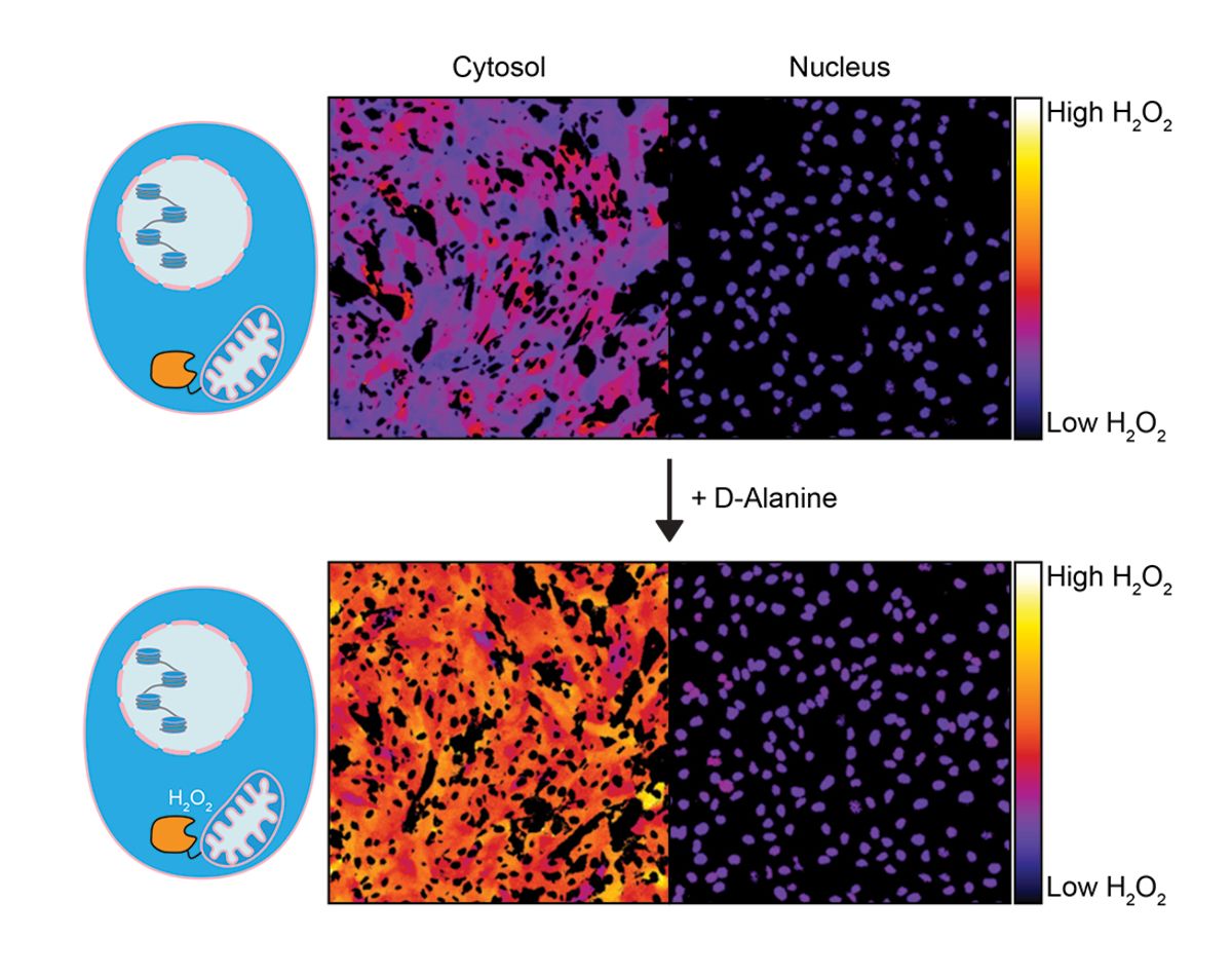 Fluorescent image showing high (orange/yellow) or low (purple/pink) levels of hydrogen peroxide in different cell locations. Fluorescent image showing high (orange/yellow) or low (purple/pink) levels of hydrogen peroxide in different cell locations.