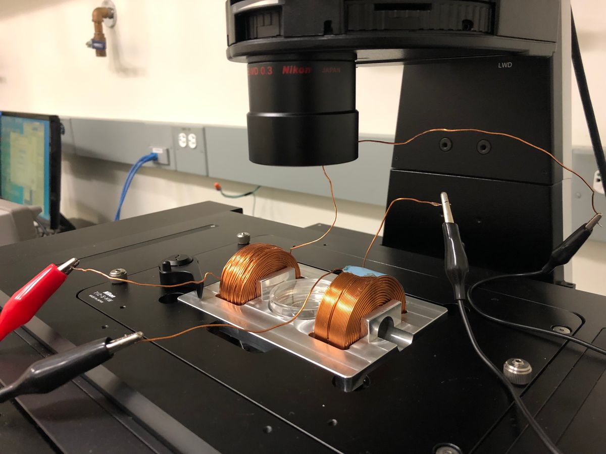 A cell culture dish with copper coils on either side of it, sitting under a microscope. A cell culture dish with copper coils on either side of it, sitting under a microscope.