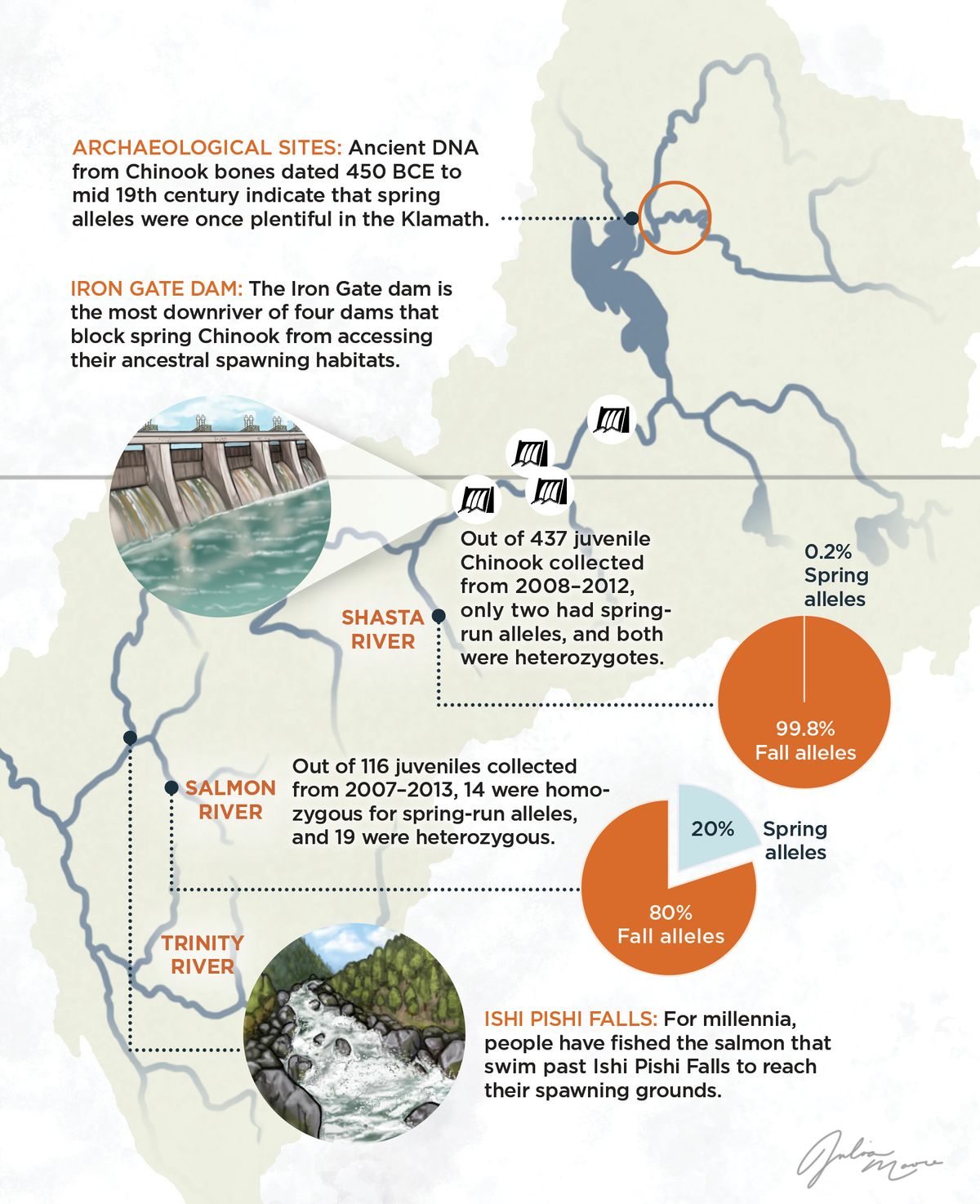 Infographic comparing spring and fall alleles of salmon Infographic comparing spring and fall alleles of salmon
