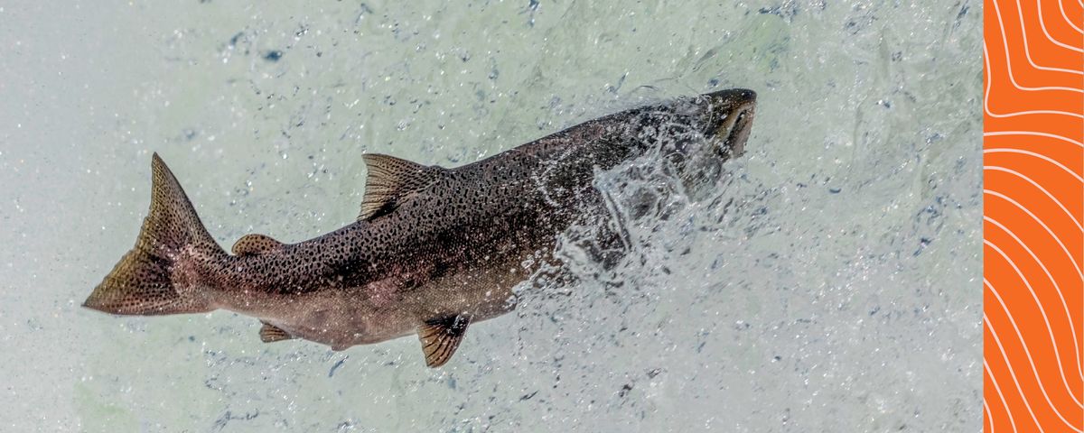 Close up of jumping Chinook Salmon Close up of jumping Chinook Salmon