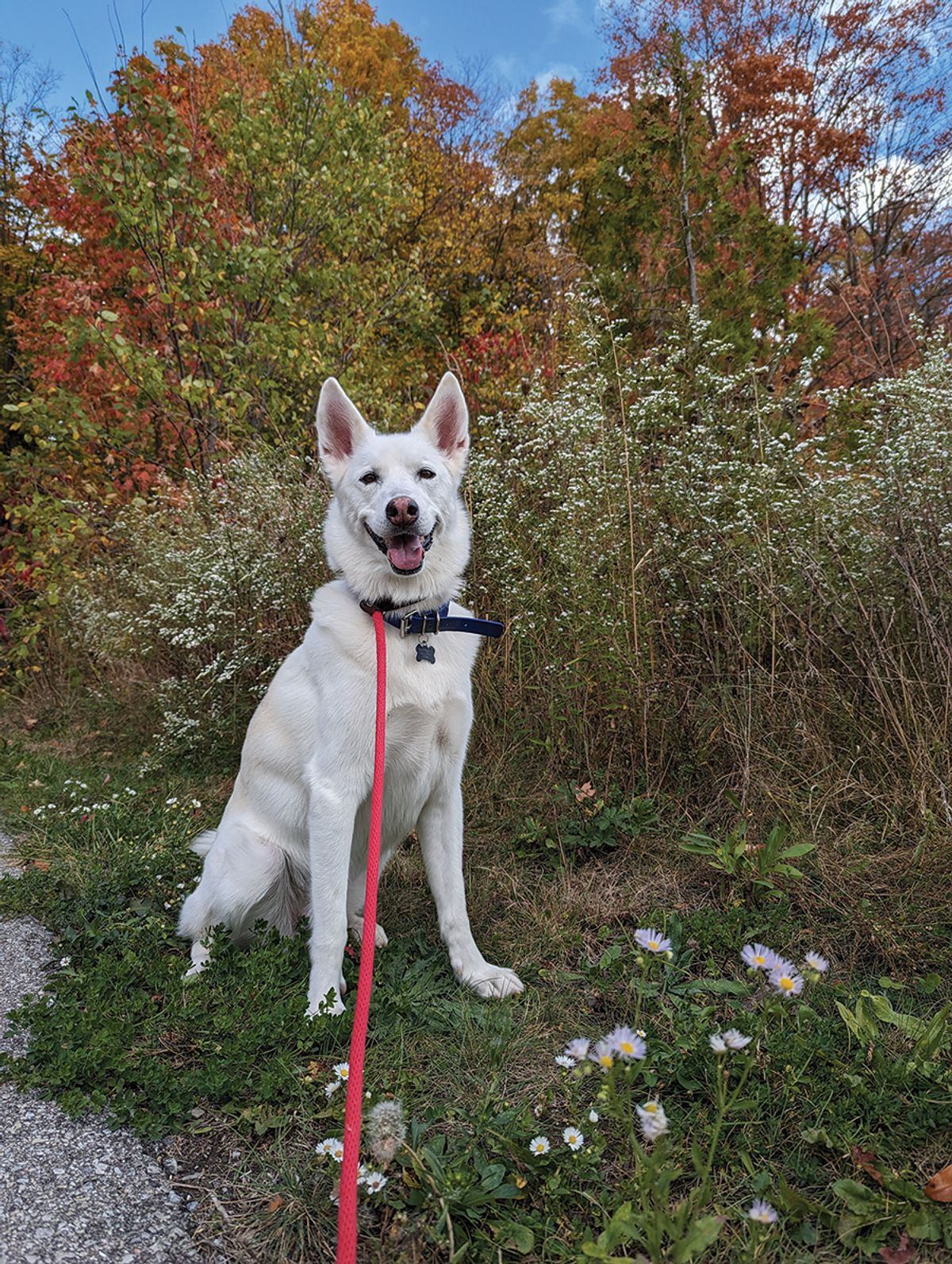 Photo of a white dog in front of fall foliage. Photo of a white dog in front of fall foliage.