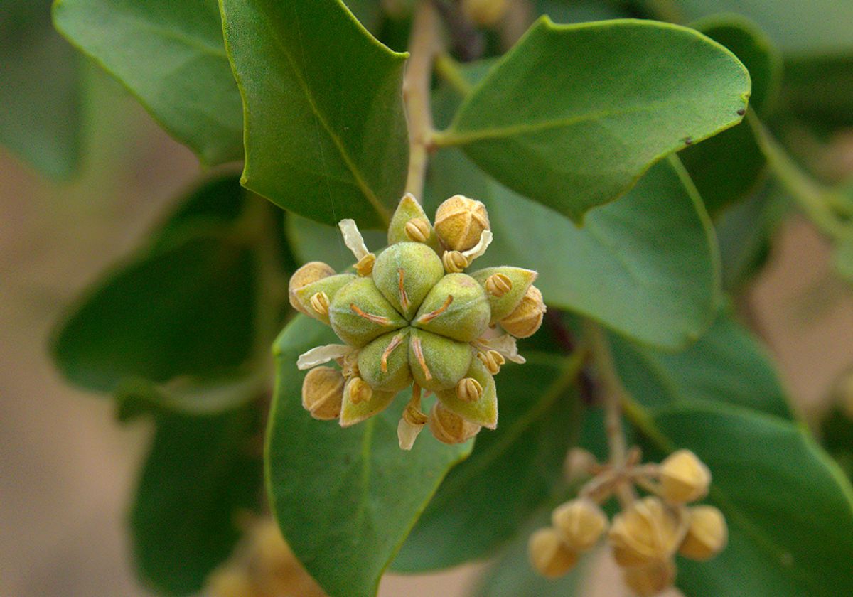 Fruits and leaves of the Chilean soap bark tree. Fruits and leaves of the Chilean soap bark tree.