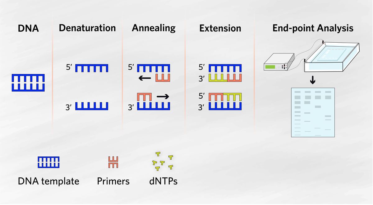 Infographic depicting the four major steps of PCR. Denaturation: Double-stranded DNA separates into single strands; Annealing: Short DNA fragments bind complementary regions of the original template to begin the process of new strand synthesis; Extension: Nucleotides are added to the primers, which serve as extension points to continue new strand synthesis; Endpoint analysis: The PCR products are analyzed using agarose gel electrophoresis, separating them based on size and charge. Infographic depicting the four major steps of PCR. Denaturation: Double-stranded DNA separates into single strands; Annealing: Short DNA fragments bind complementary regions of the original template to begin the process of new strand synthesis; Extension: Nucleotides are added to the primers, which serve as extension points to continue new strand synthesis; Endpoint analysis: The PCR products are analyzed using agarose gel electrophoresis, separating them based on size and charge.