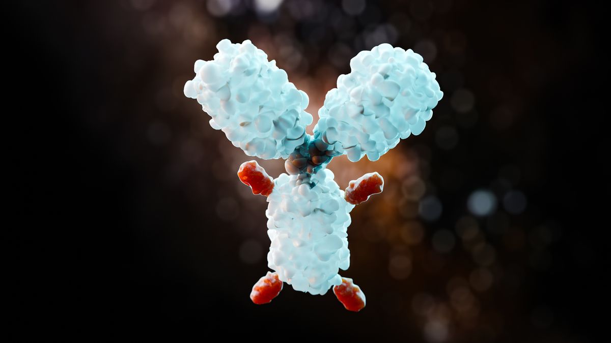 A rendering of a single antibody drug conjugate molecule, featuring a central antibody and four drug molecules conjugated to the heavy chain. A rendering of a single antibody drug conjugate molecule, featuring a central antibody and four drug molecules conjugated to the heavy chain.