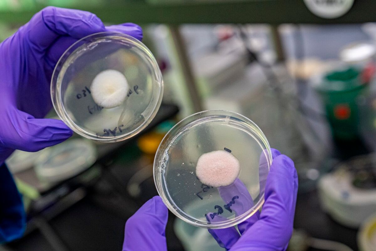 A person holding up two petri dishes side by side. A person holding up two petri dishes side by side.