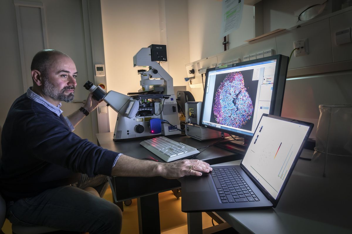 Thomas Kroneis looks at a microscopy image on a computer screen. Thomas Kroneis looks at a microscopy image on a computer screen.