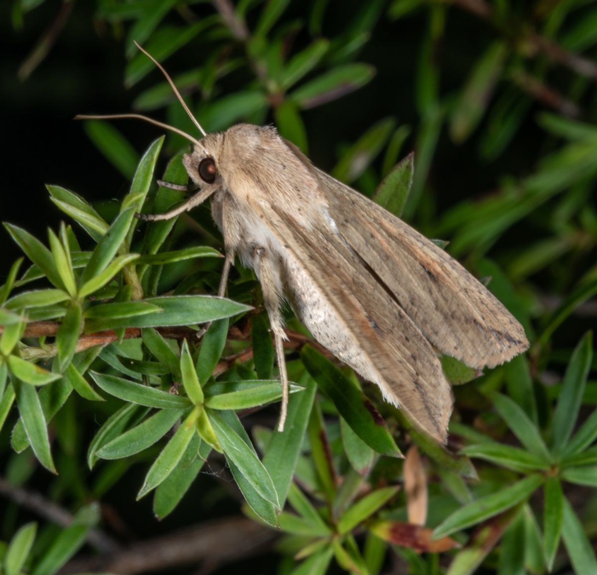 A northern armyworm moth in foliage A northern armyworm moth in foliage