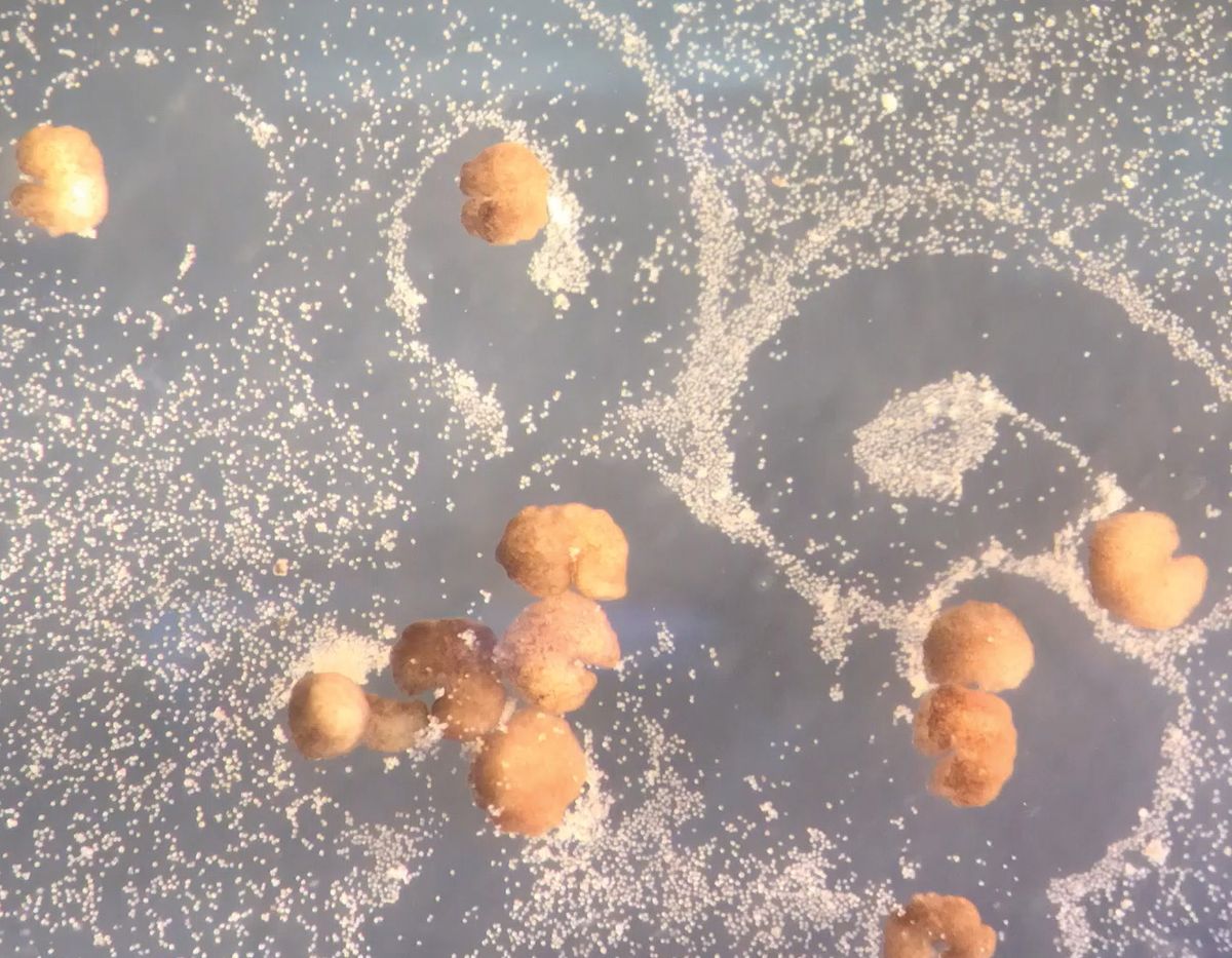 Beige spherical xenobots push around smaller white stem cells. Beige spherical xenobots push around smaller white stem cells.