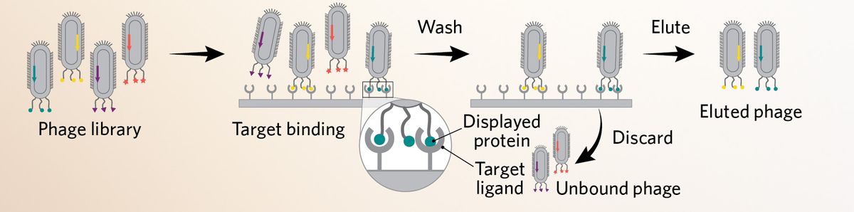 A 3-step summary of affinity purification. The phage library is introduced to a target ligand that is presented on a solid surface. Phages expressing a protein that recognize this ligand bind and are retained in a subsequent wash step that removes unbound phages. Bound phages are eluted and kept. A 3-step summary of affinity purification. The phage library is introduced to a target ligand that is presented on a solid surface. Phages expressing a protein that recognize this ligand bind and are retained in a subsequent wash step that removes unbound phages. Bound phages are eluted and kept.