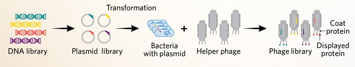 A 3-step summary of a peptide library. DNA segments are inserted into plasmids and transformed into bacteria. With the addition of modified bacteriophages, the plasmids are packaged into functional bacteriophages where they express a protein of interest from the plasmid. Together, these unique bacteriophages constitute a phage library. A 3-step summary of a peptide library. DNA segments are inserted into plasmids and transformed into bacteria. With the addition of modified bacteriophages, the plasmids are packaged into functional bacteriophages where they express a protein of interest from the plasmid. Together, these unique bacteriophages constitute a phage library.