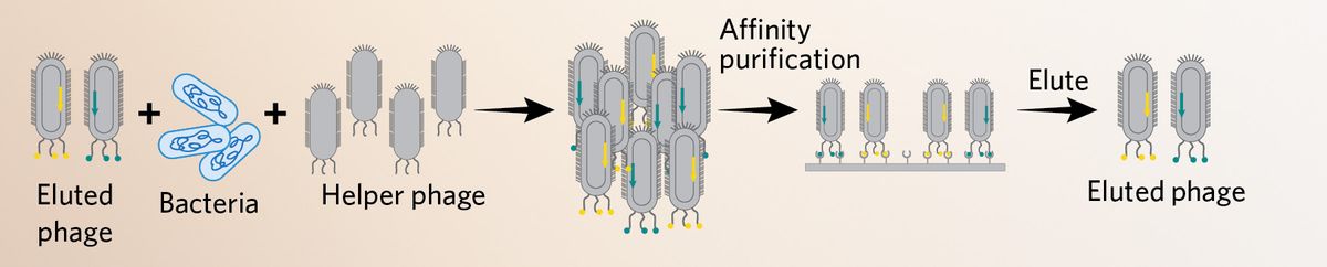 A 3-step summary of phage amplification. The eluted phages are introduced to bacteria and the modified helper phage to propagate more plasmid-containing bacteriophages. These are re-introduced to the surface-bound ligand for additional assessment of binding capacity. Bound phages are again retained and eluted. A 3-step summary of phage amplification. The eluted phages are introduced to bacteria and the modified helper phage to propagate more plasmid-containing bacteriophages. These are re-introduced to the surface-bound ligand for additional assessment of binding capacity. Bound phages are again retained and eluted.
