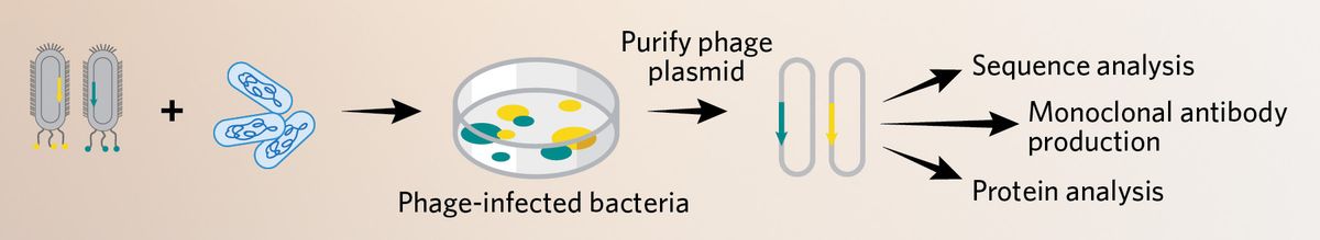 A 2-step summary of clone isolation. Eluted phages are eventually retained and used to infect bacteria without the aid of the helper phages to propagate them. The plasmid-containing bacteria are cultured on agar plates to select for plasmid-containing colonies. The plasmids are isolated from some of these colonies and can be used for sequence analysis, monoclonal antibody production, or other protein analyses. A 2-step summary of clone isolation. Eluted phages are eventually retained and used to infect bacteria without the aid of the helper phages to propagate them. The plasmid-containing bacteria are cultured on agar plates to select for plasmid-containing colonies. The plasmids are isolated from some of these colonies and can be used for sequence analysis, monoclonal antibody production, or other protein analyses.