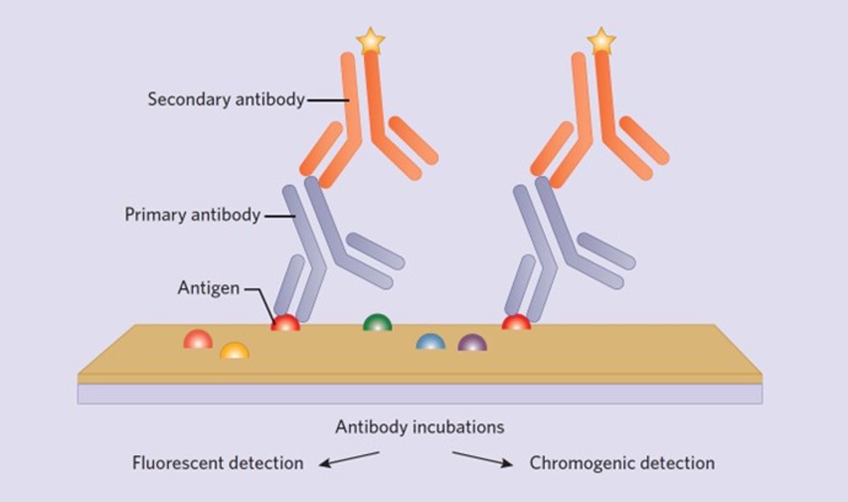 Schematic showing the important components of an immunohistochemistry reaction, including the microscopy slide, antigens in the tissue section, and primary and secondary antibodies. Schematic showing the important components of an immunohistochemistry reaction, including the microscopy slide, antigens in the tissue section, and primary and secondary antibodies.