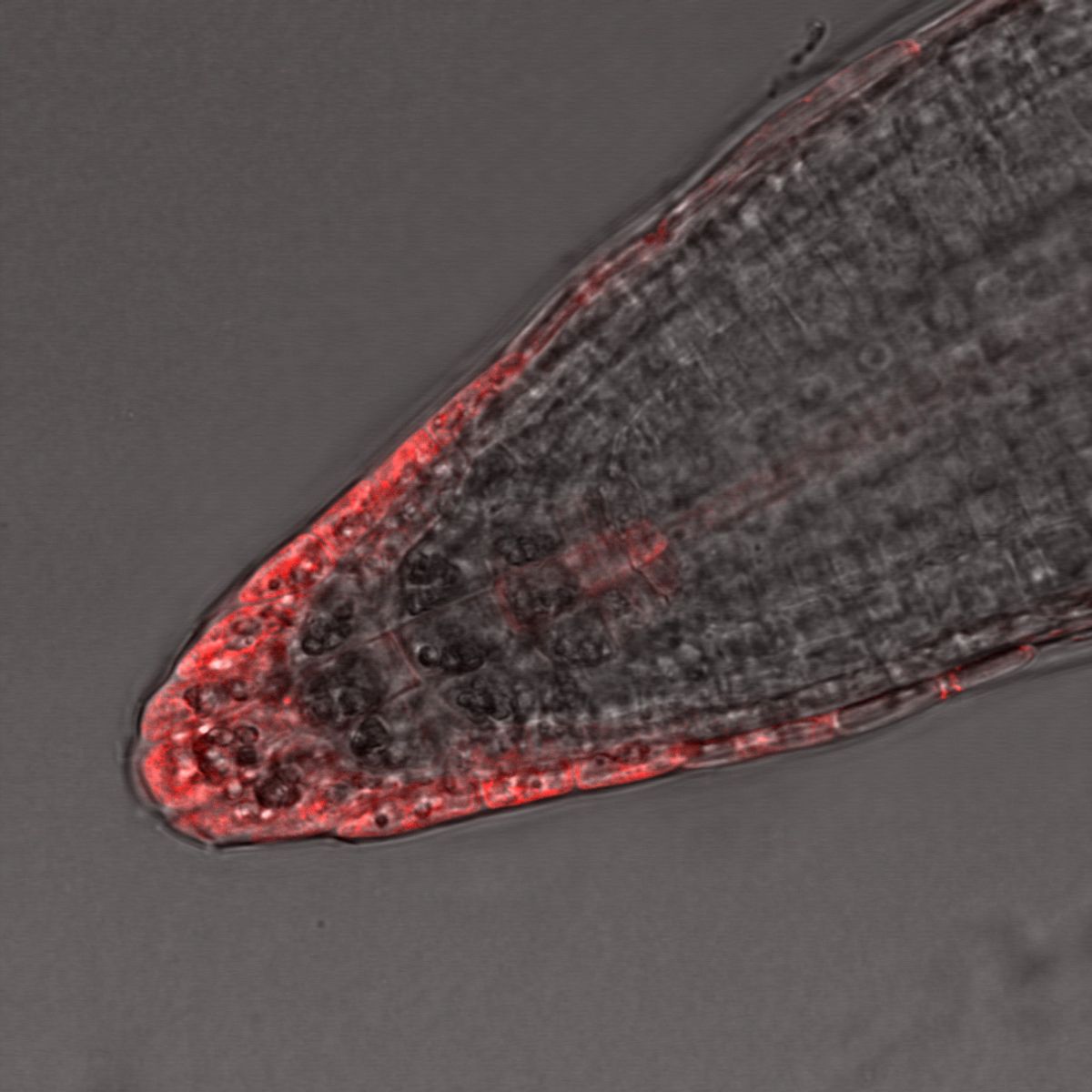 A microscopy image of a root, with cells at the very tip highlighted in red. A microscopy image of a root, with cells at the very tip highlighted in red.
