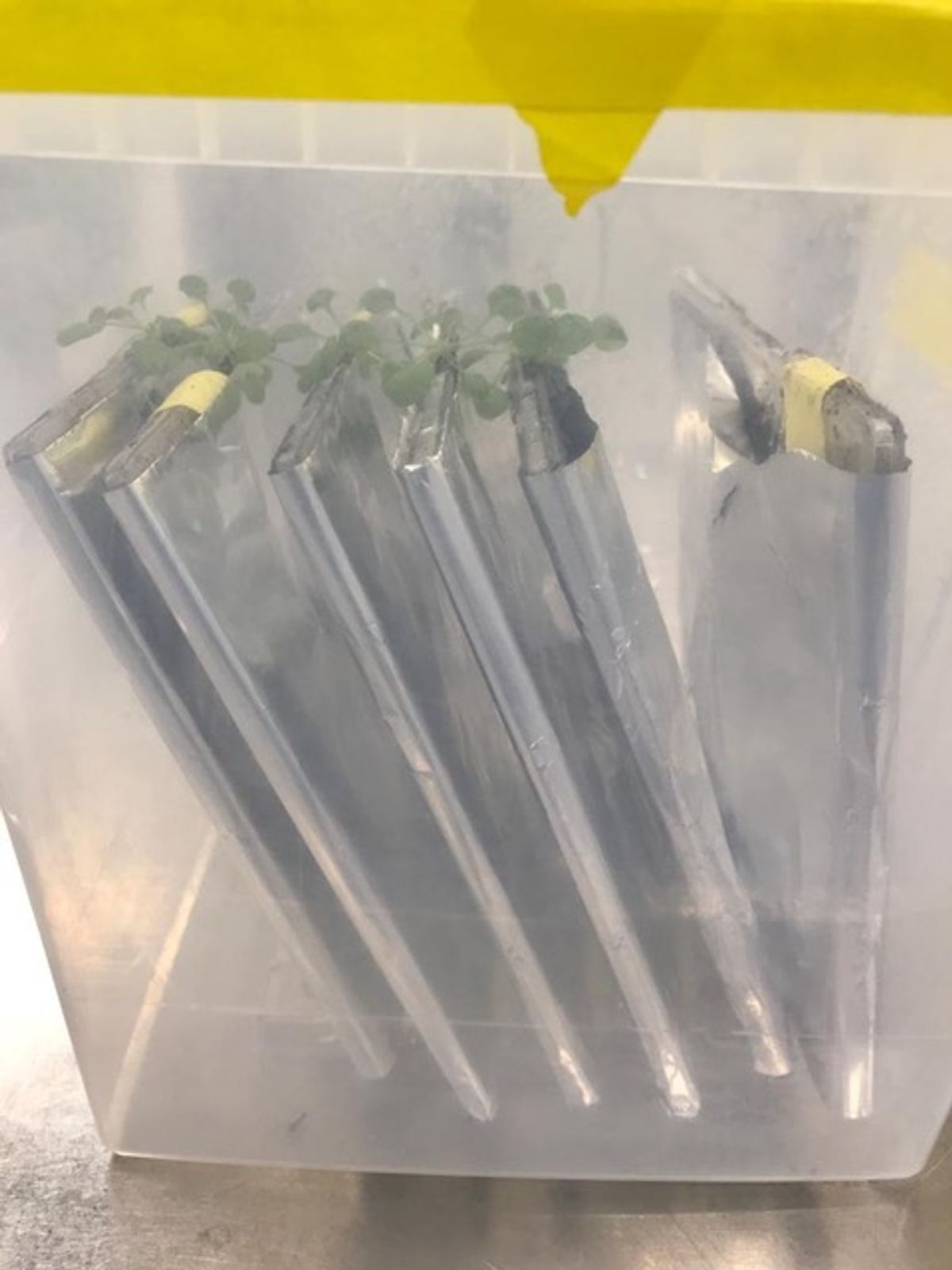 Silver covered cassettes with green plants sprouting from the tops. Silver covered cassettes with green plants sprouting from the tops.